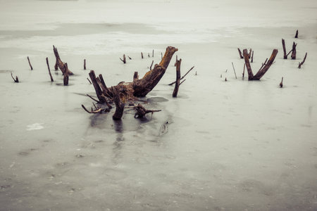 Winter minimalistic landscape. The shore of a frozen lake. Silhouettes bush sticking out of ice.の写真素材