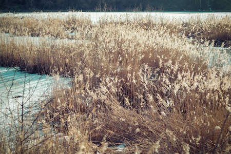 Winter minimalistic landscape. The shore of a frozen lake. Tall dry grass and black bush sticks out of the ice.の写真素材