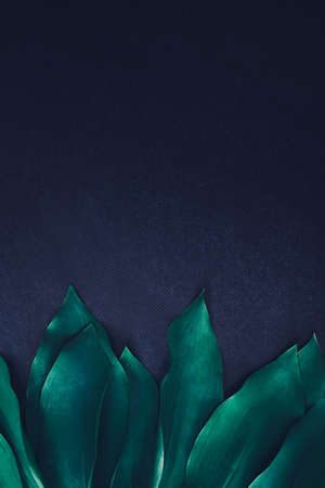 Green leaves of a lily of the valley flower on a dark background. Fresh floral background.の写真素材