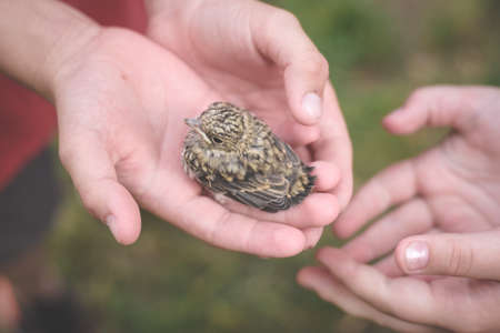 Children in the park are holding a small bird chick. Love to the animals. Conservation of the environment.の写真素材