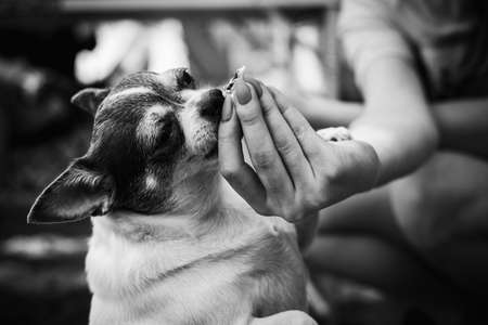Pets. A woman feeds a Chihuahua dog.の写真素材