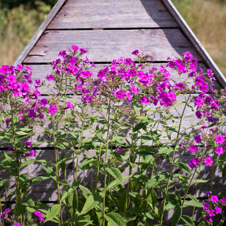 Beautiful purple flowers on the background of an old wooden well in the village.の写真素材