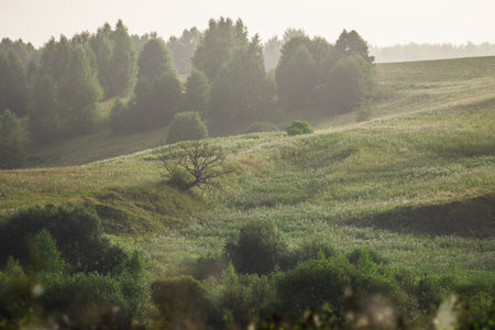 Calm landscape. Early foggy morning in the hilly countryside.の写真素材