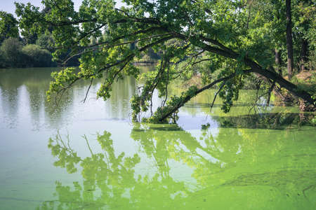 The oak tree is reflected in the calm surface of the lake. Summer Belarusian landscape.