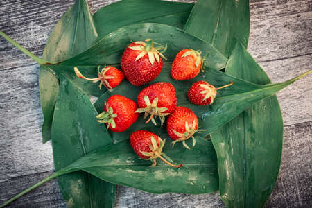 Fresh red strawberries on green lily of the valley leaves.の写真素材