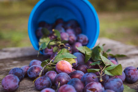Harvest prunes on a wooden surface. Health food.の写真素材