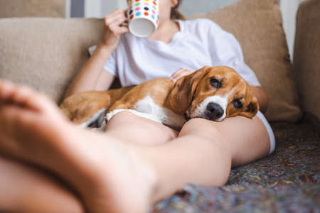 Beagle dog on the lap of the owner in the apartment.の写真素材