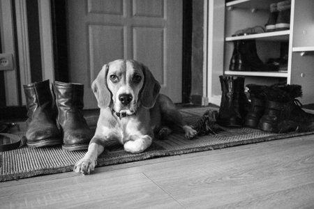 Beagle dog in the apartment near the entrance. Black and white image in retro film photography style.の写真素材