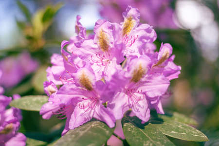 Purple rhododendron flowers close up.の写真素材