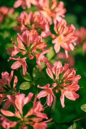 Pink rhododendron flowers close up.の写真素材