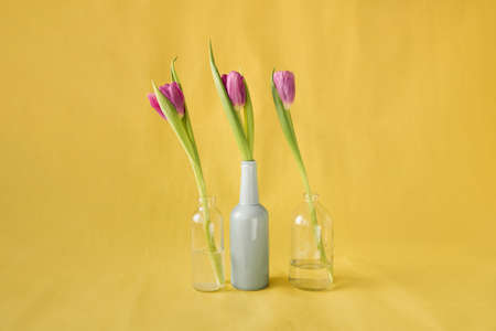 Purple tulips in vintage bottles on a yellow background. Minimalistic still life with a flower.の写真素材