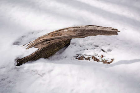 Beautiful figured part of a tree on the snow in a winter forest.の写真素材
