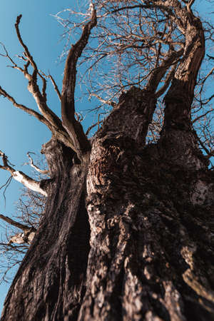The trunk of an old oak tree against the blue sky.