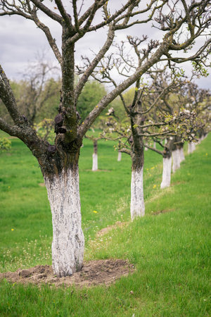 Row of whitewashed apple trees in spring on a green field.の写真素材