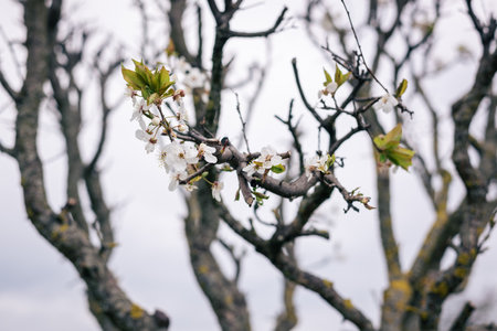 Sparse lines of apple tree branches with first white flowers.