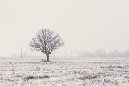 A soft, beautiful landscape on a foggy morning with a lone tree on a snowy winter field.