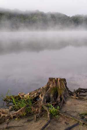 Summer landscape. Tree roots in the foreground, on the bank of the river at dawn with fog and reflection on the surface of the water.の写真素材