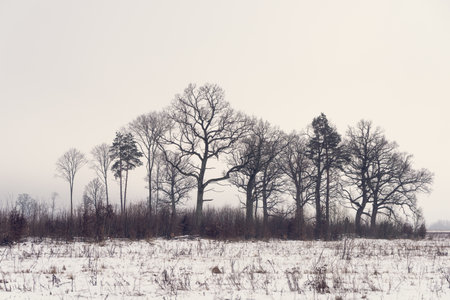Beautiful silhouettes of tall trees on the edge of the forest in the early winter morning.