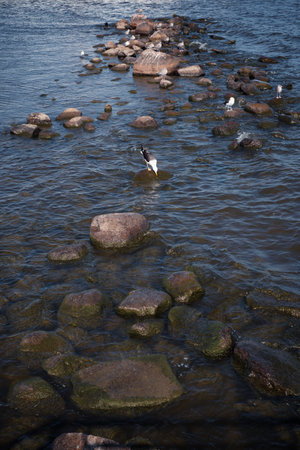 Seagull birds on stones in the sea.の写真素材