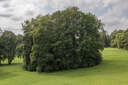 Green park with cut grass and beautiful big trees in summer.