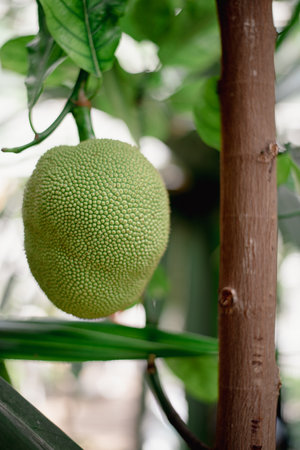 Exotic breadfruit on a branch in the garden.