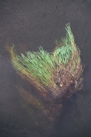 Grass under the dark water of the river, top view.