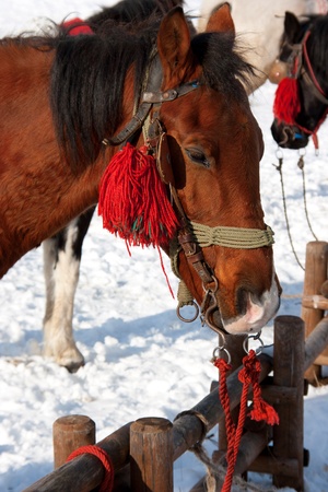 Horses in the snowの写真素材
