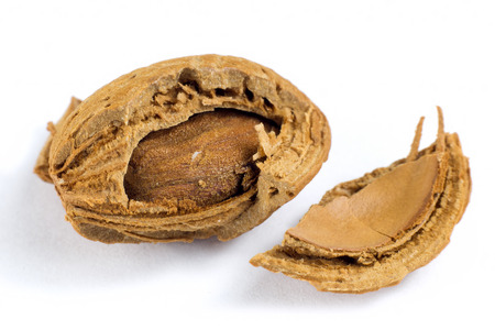 Macro shot of almond in shell isolated on white background
