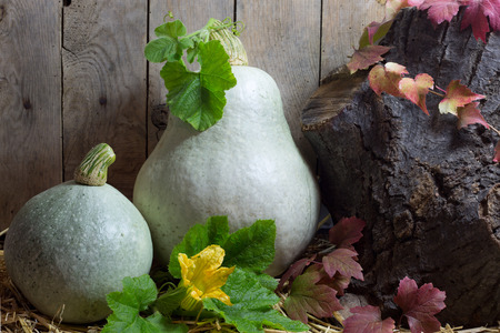 Two White Pumpkins with Green and Red Leaves in Autumn Still Life,Vintage Wooden Planks Backgroundの写真素材