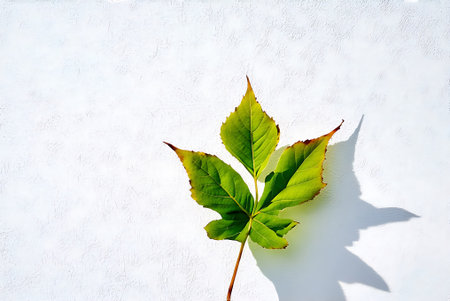 Green leaves on white wall. Nature background with copy space for text.