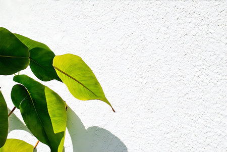 green leaf on white wall background. copy space for add text.