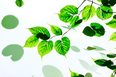 Green leaves on a white background. Natural background. Green leaves.