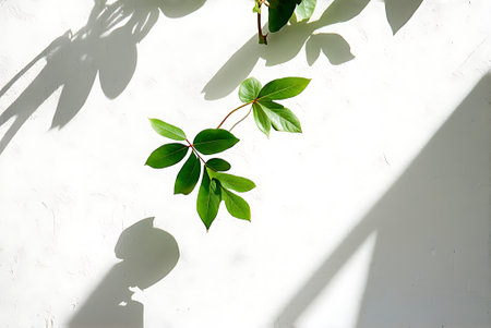 Green leaves on a white wall with shadow from the sun and shadowの写真素材