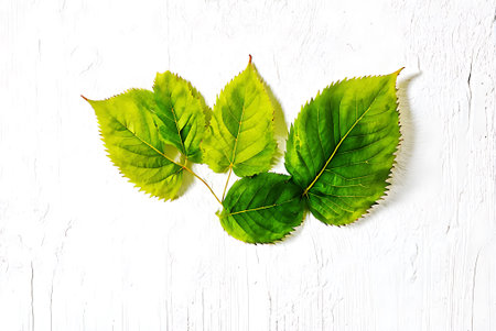 Green leaves on a white wooden background. Flat lay, top view.