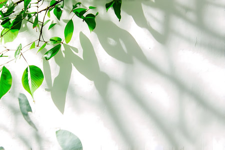 Green leaves on white wall background with shadow of tree and sunlight.