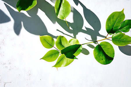 Green leaves on white wall with shadow. Flat lay, top view