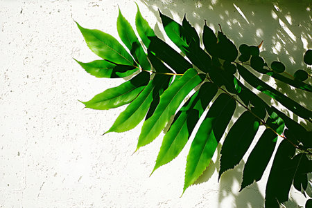 Green leaves on a white wall with shadow from the sun's rays