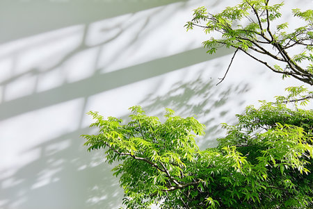 Green leaves on white wall with shadow and sunlight. Nature background.