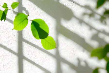 Green leaves on white wall with shadow from sunlight. Abstract background.の写真素材
