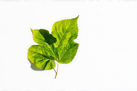 Green leaf isolated on white background with copy space for your text.
