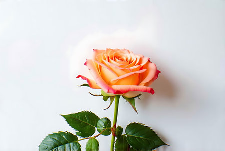 Beautiful orange rose on a white background. Shallow depth of field