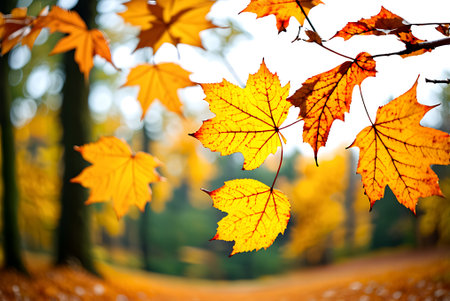 Autumn maple leaves in the forest. Beautiful nature background. Fall season.
