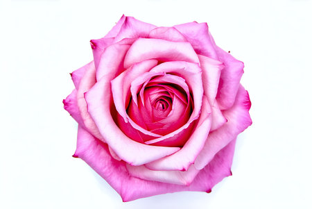 pink rose on white background, valentine's day conceptの写真素材