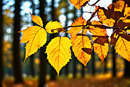 Autumn leaves on a tree in the forest. Autumn background.