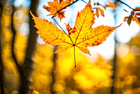 Autumn maple leaf in the forest. Beautiful autumn landscape with yellow foliage.