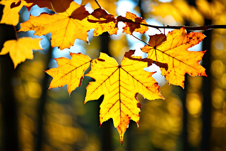 Maple leaves in autumn forest. Selective focus and shallow depth of field.