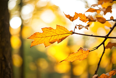 Autumnal leaves on a tree branch in the rays of the sun
