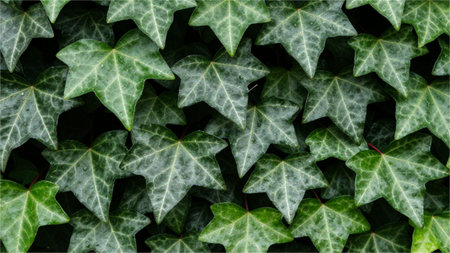 Green ivy leaves background. Green ivy leaves texture. Green ivy leaves background.