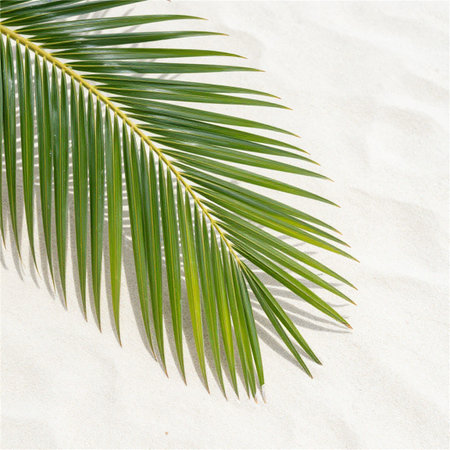 Green palm leaf on white sand beach background. Copy space for text