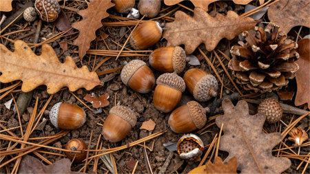 Acorns and acorns on the ground in the forest in autumn
